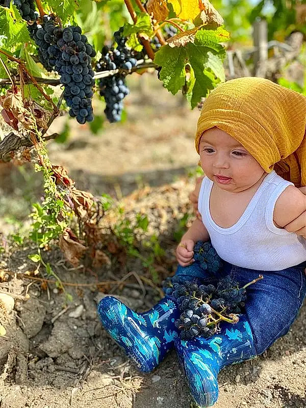 Plante, People In Nature, Fruit, Arbre, Baby & Toddler Clothing, Vine, Grape, Herbe, Happy, Agriculture, Nourriture, Enfant, Bambin, Seedless Fruit, Electric Blue, Natural Foods, Cap, Grapevine Family, Soil, Baby, Personne, Headwear