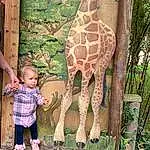 Giraffe, Terrestrial Animal, Giraffidae, Adaptation, Neck, Zoo, Faon, Arbre, Plante, Personne