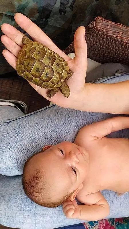 Tortoise, Enfant, Turtle, Reptile, Hand, Finger, Mouth, Baby, Thumb, Personne