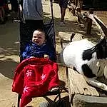 Goat, Goats, Livestock, Personne, Recreation