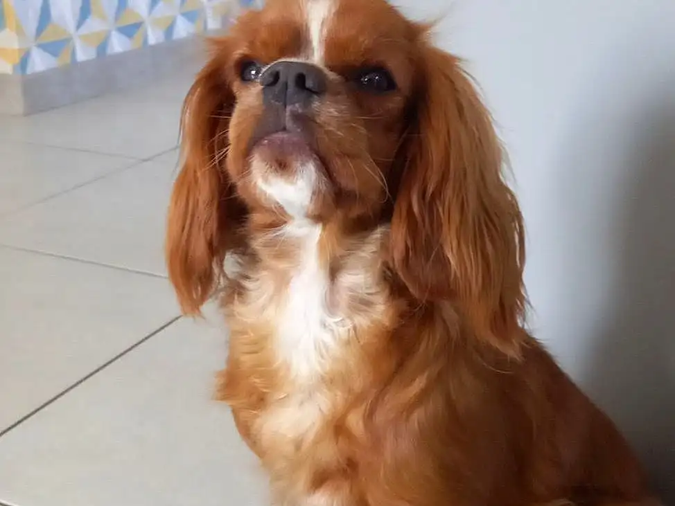 Chien, Race de chien, Liver, Carnivore, King Charles Spaniel, Chien de compagnie, Faon, Ã‰pagneul, Museau, Cavalier King Charles Spaniel, Moustaches, Door, Terrestrial Animal, Canidae, Toy Dog, Poil, Working Animal