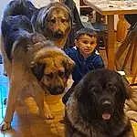 Chien, Race de chien, Yellow, Carnivore, Chien de compagnie, Faon, Table, Chair, Museau, Poil, Canidae, Working Animal, Event, Leonberger, Gaddi Kutta, Chapi Chapo, Working Dog, Ancient Dog Breeds, Personne