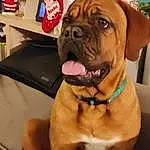 Chien, Carnivore, Race de chien, Collar, Chien de compagnie, Faon, Wrinkle, Dog Collar, Museau, Liver, Bulldog, Working Animal, Canidae, Poil, Shar Pei, Chair, Working Dog, Molosser